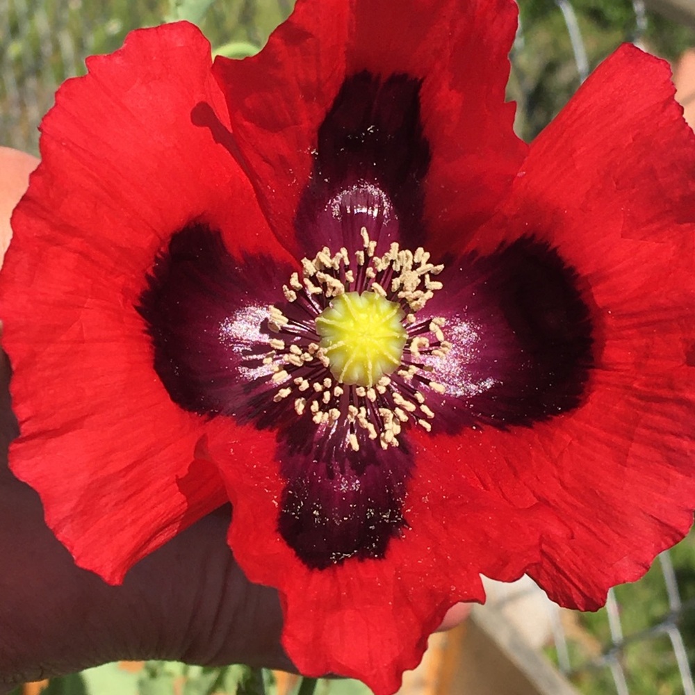 Red Poppy Seeds